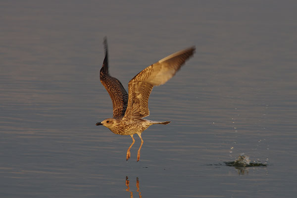 Silbermöwe Jungvogel