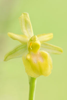 Gelbe Spinnenragwurz flavescens