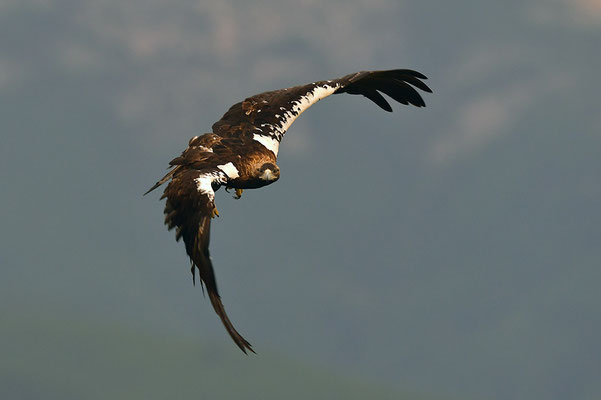 Kaiseradler
