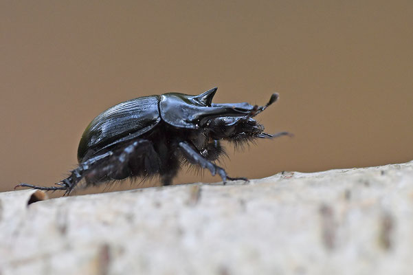Stierkäfer