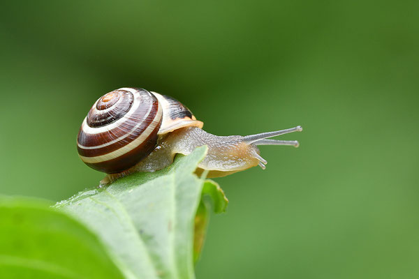 Garten-Bänderschnecke
