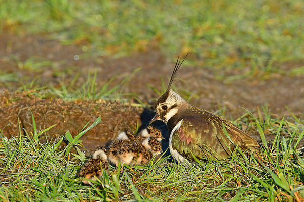 Kiebitz Weibchen mit Jungvogel