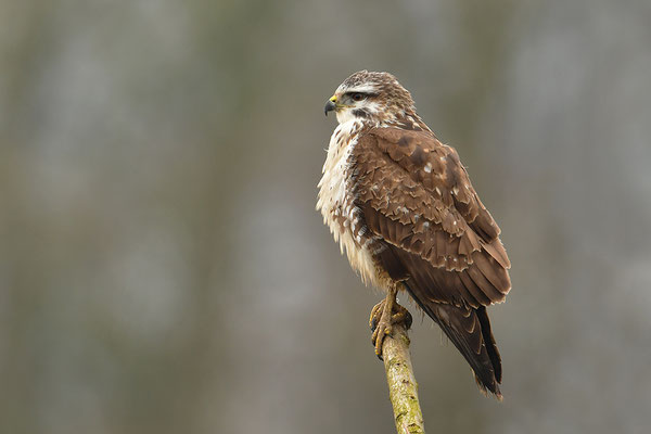 Mäusebussard