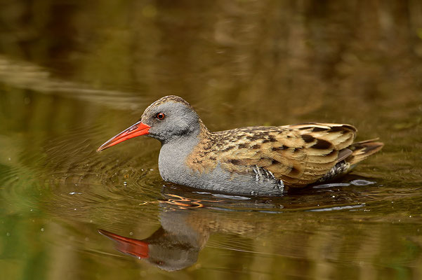 Wasserralle