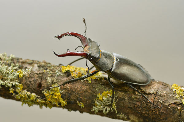Hirschkäfer Männchen