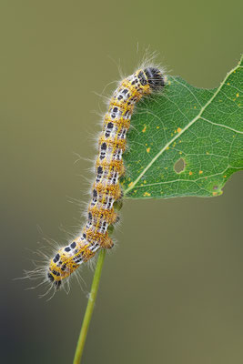 Mondvogel Raupe