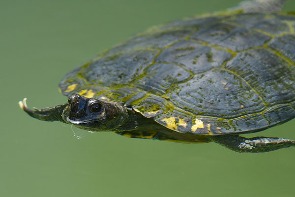 Schmuckschildkröte