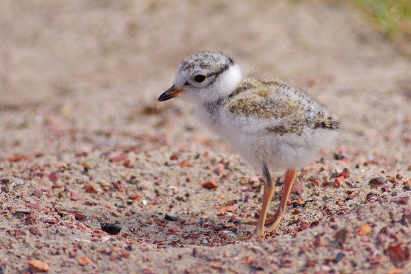Sandregenpfeifer Jungvogel