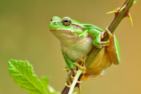 Laubfrosch Weibchen