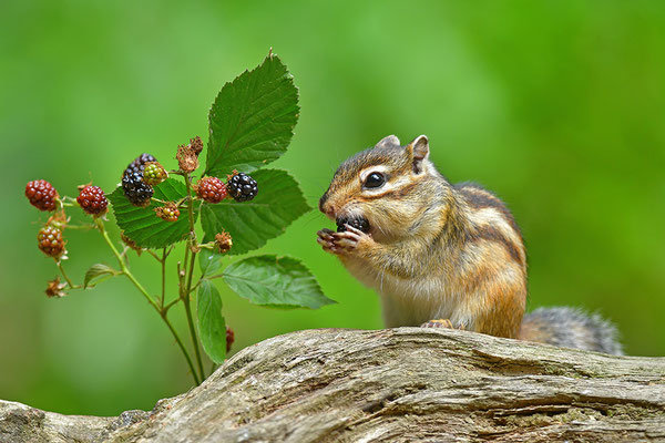 Sibirisches Streifenhörnchen