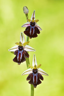 Gregorianische Ragwurz