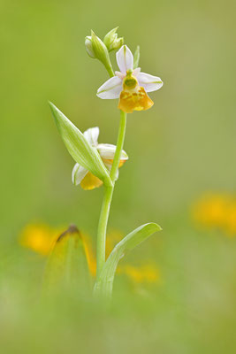 Gelbe Hummelragwurz flavescens