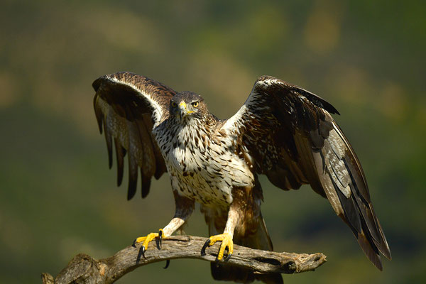 Habichtsadler
