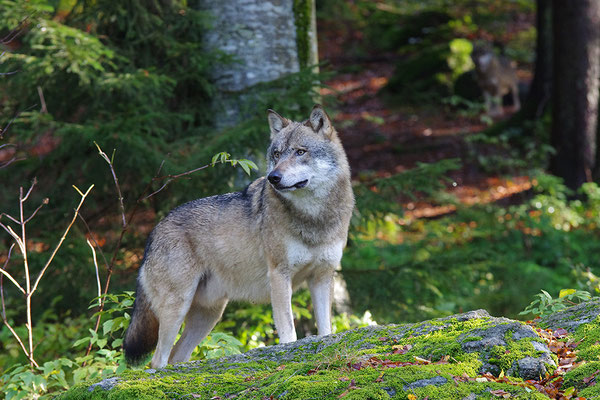 Wolf, Nationalpark Bayrischer Wald Tierfreigelände Neuschönau