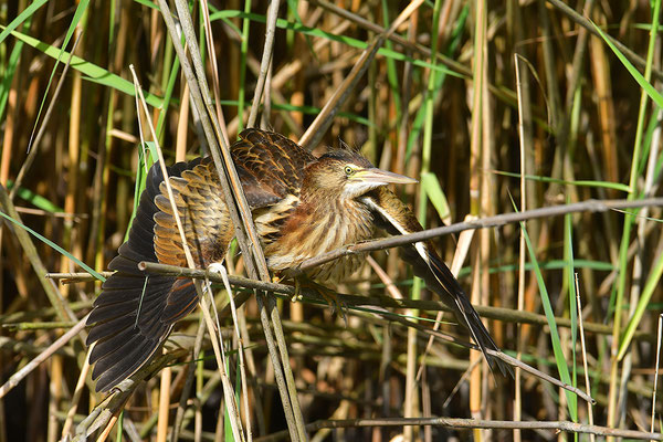 Zwergdommel Jungvogel beim Sonnenbad