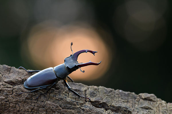 Hirschkäfer