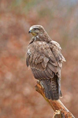 Mäusebussard