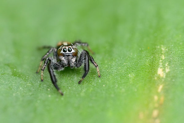 Springspinne