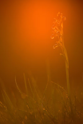 Kleine Spinnenragwurz im Abendlicht