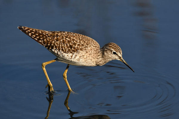 Bruchwasserläufer