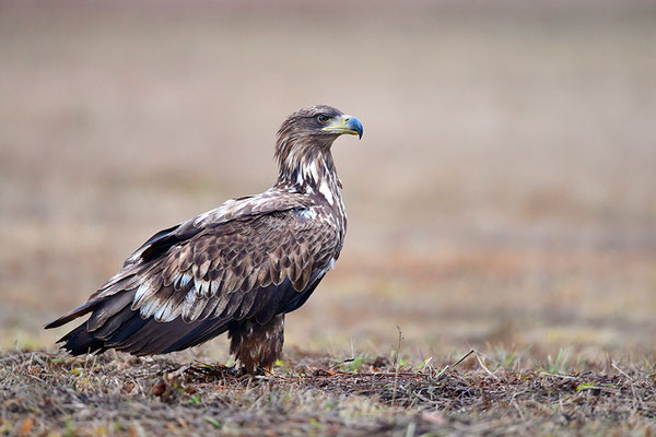 Seeadler