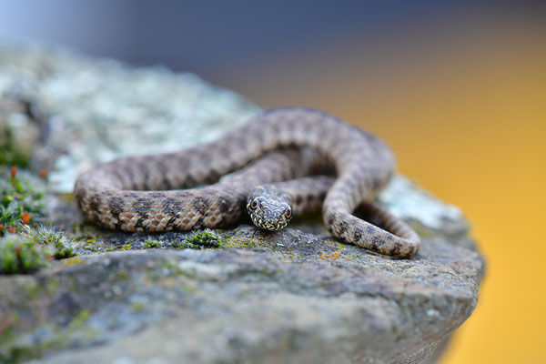 Vipernatter