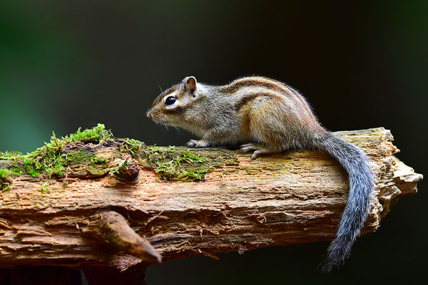 Sibirisches Streifenhörnchen