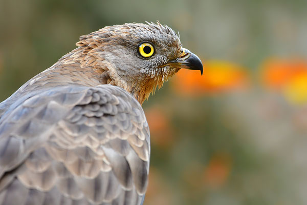 Wespenbussard, Nationalpark Bayrischer Wald Tierfreigelände Neuschönau