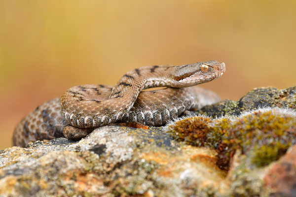 Aspisviper