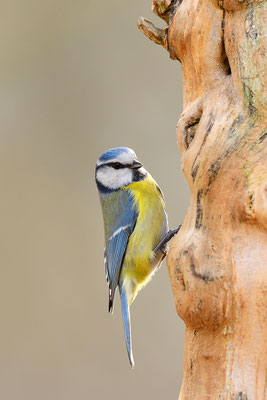 Blaumeise