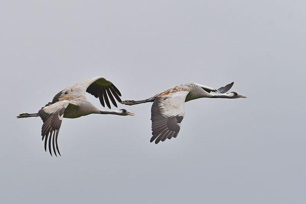 Kraniche im Flug