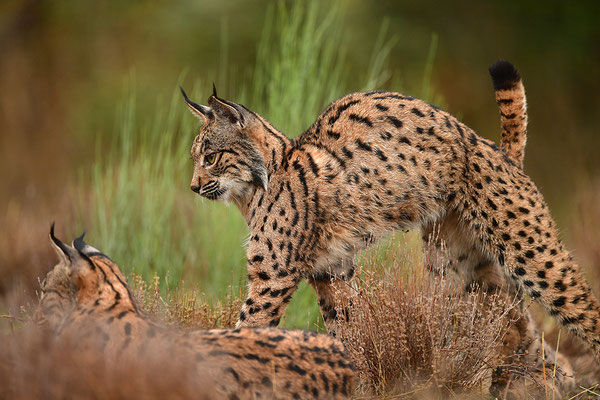 Pardelluchs