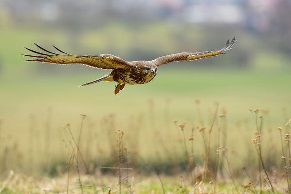 Mäusebussard
