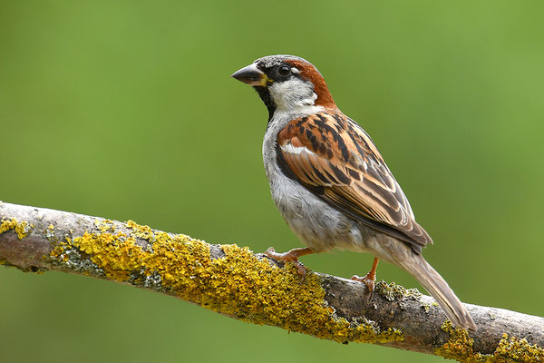 Haussperling Männchen