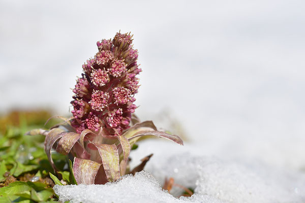 Rote Pestwurz im Schnee