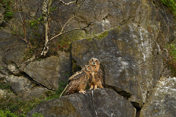 Uhu Jungvogel