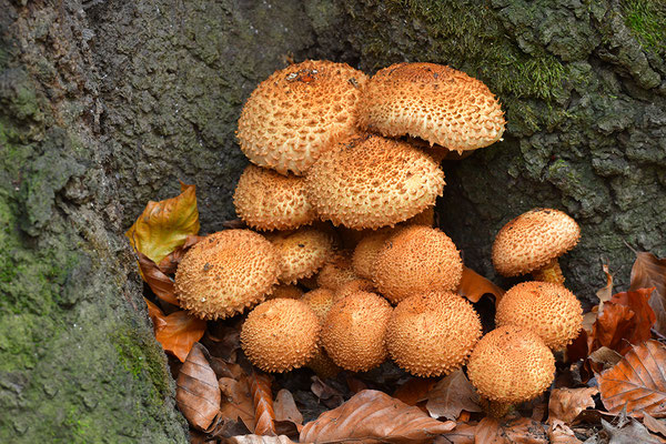 Sparriger Schüppling