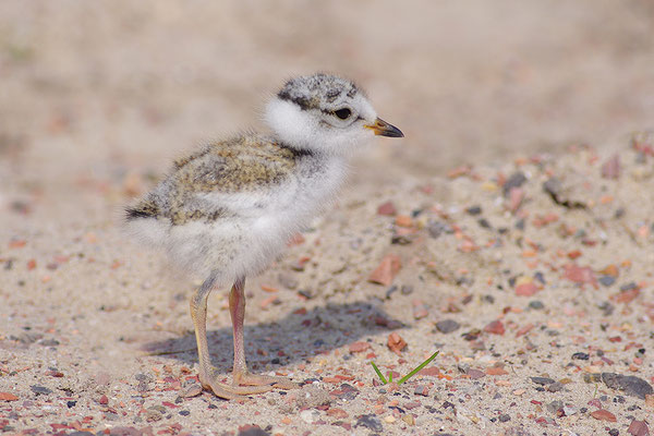 Sandregenpfeifer Jungvogel
