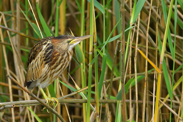 Zwergdommel Jungvogel