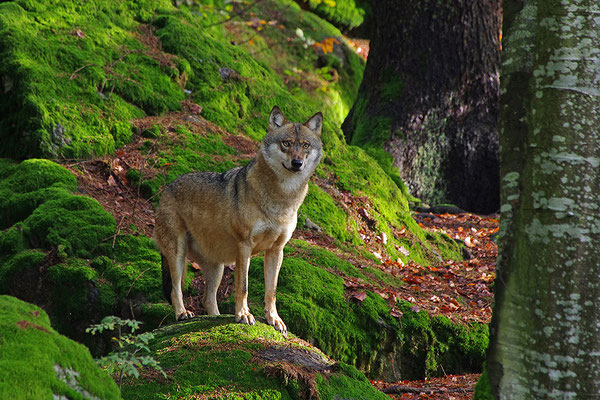 Wolf, Nationalpark Bayrischer Wald Tierfreigelände Neuschönau