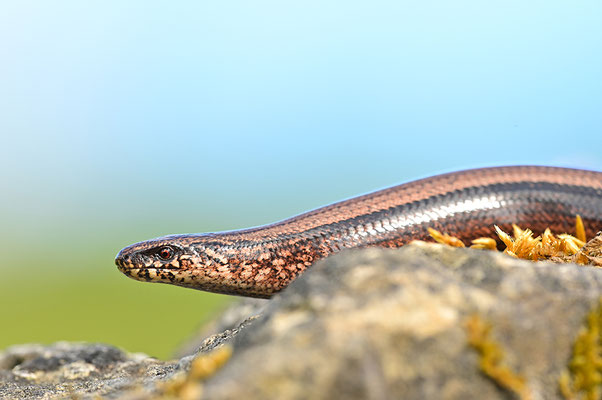 Blindschleiche