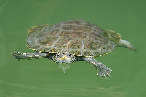 Balkan-Bachschildkröte