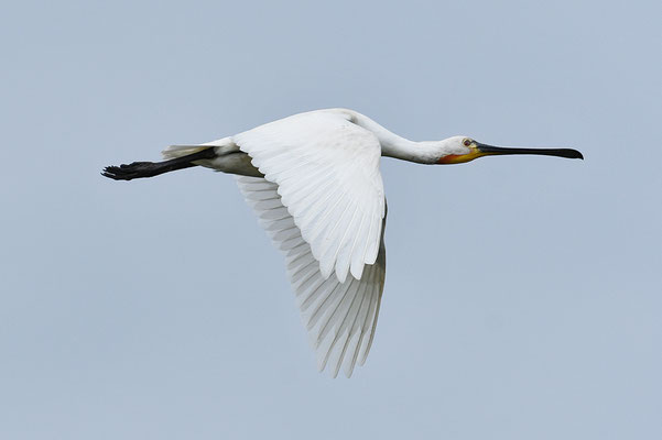 Löffler im Flug