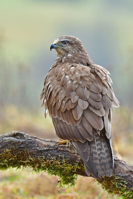 Mäusebussard