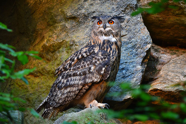 Uhu, Nationalpark Bayrischer Wald Tierfreigelände Neuschönau