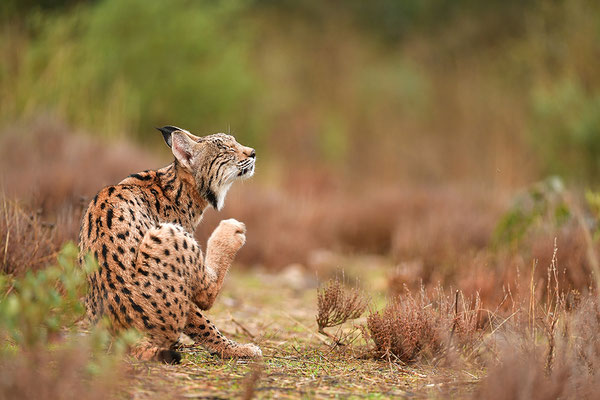 Pardelluchs