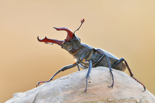 Hirschkäfer Männchen