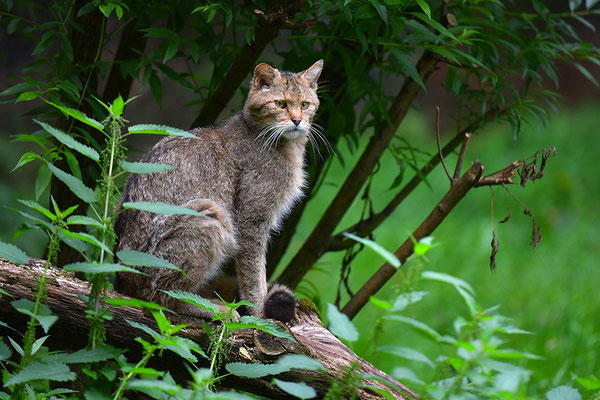 Wildkatze, Wildpark Anholter Schweiz