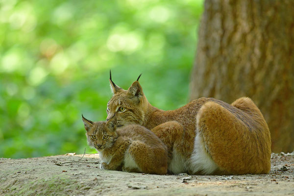 Luchs Mutter mit Jungtier