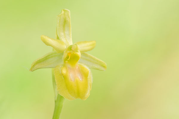 Gelbe Spinnenragwurz flavescens